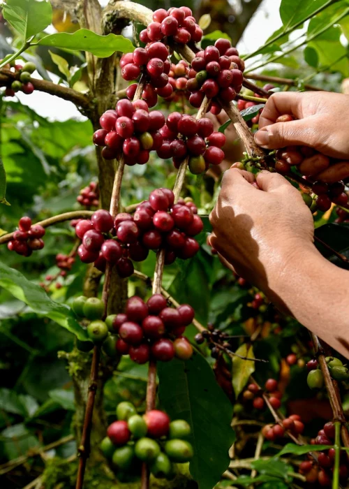 Photo coffee product PT ARIZKA TRADE VENTURE 5