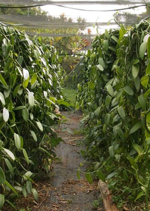 Photo vanilla product PT ARIZKA TRADE VENTURE 18