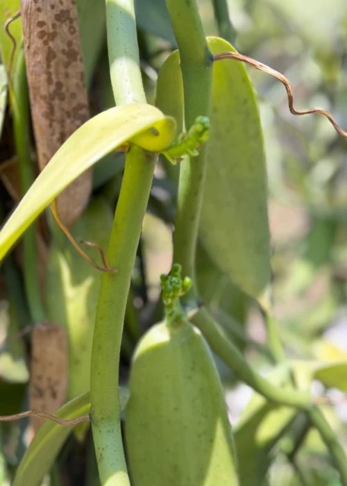 Photo vanilla product PT ARIZKA TRADE VENTURE 3